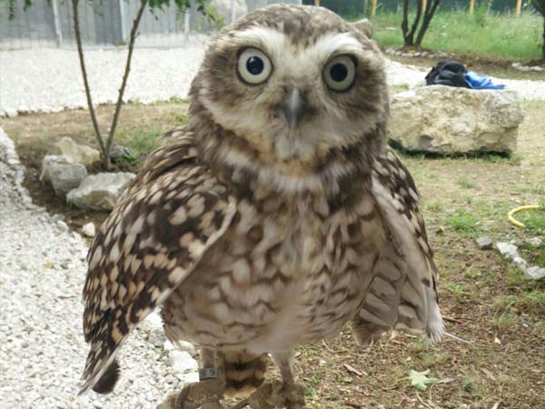 Civetta Delle Tane La Potenza Del Volo