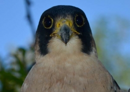 La Potenza del Volo - Falco Pellegrino
